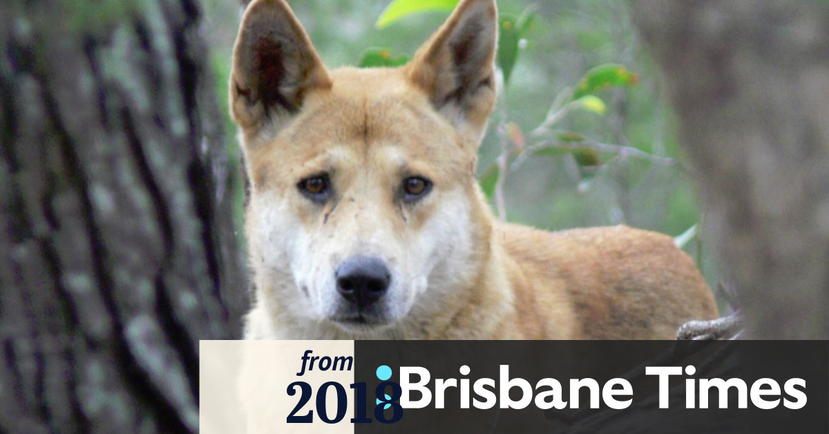 Brisbane City Council registers illegal dingoes as pets